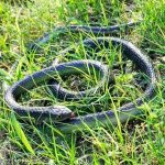 Busy_Baby_presents___Pack_of_1_Pcs_Snake_Toys___To_image_1.jpg