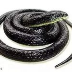 ND  Fake Rubber Realistic Snake Prank Toy for kids