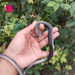 Realistic_Rubber_Snake_Toy_for_kids_and_prank_with_image_1.jpg