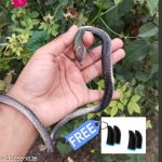 Rubber_snake_for_kids_and_pranks_with_2_pair_gamin_image_1.jpg