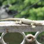 Sk_Art__-_Fake_Lizard_House_Gecko_Rubber_Practical_image_1.jpg
