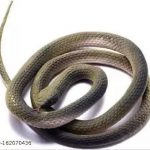 Snake_Fake_Rubber_Realistic_Snake_Prank_Toy_for_ki_image_1.jpg