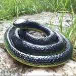 Snake_Fake_Rubber_Realistic_Snake_Prank_Toy_for_ki_image_1.jpg