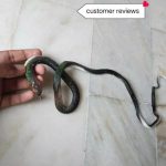 Toy_snake_for_prank_with_1_pair_of_gaming_sleeve_w_image_1.jpg
