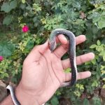 Toy_snake_for_prank_with_1_pair_of_gaming_sleeve_w_image_1.jpg