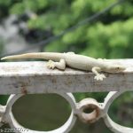 Urban_Party_-_1_Fake_Lizard_House_Gecko_Rubber_Pra_image_1.jpg