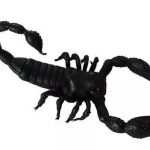 Urban Party:- Fake Rubber Realistic Scorpion Toy For Kid's & Adults to Scare Friends Or Loved Ones.Vintage Mock Fake Plastic Scorpion Insects Joke Toy Prank Scary Trick for Halloween Party ( Pack Of 1 )