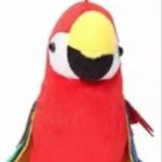 hello_baby_animal_combo_of_rabit_parrot_and_squire_image_1.jpg